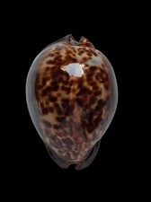 SHELL CONCHIGLIA CYPRAEA TRONA