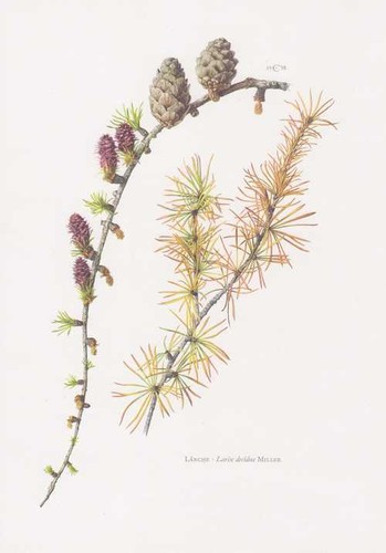 Larice europeo larix decidua - -,