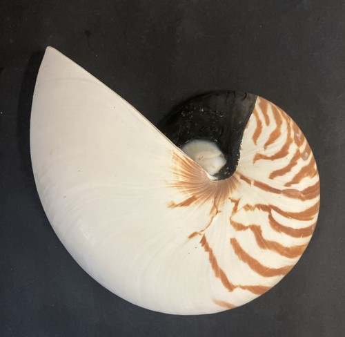 Nautilus camerata mezza fetta