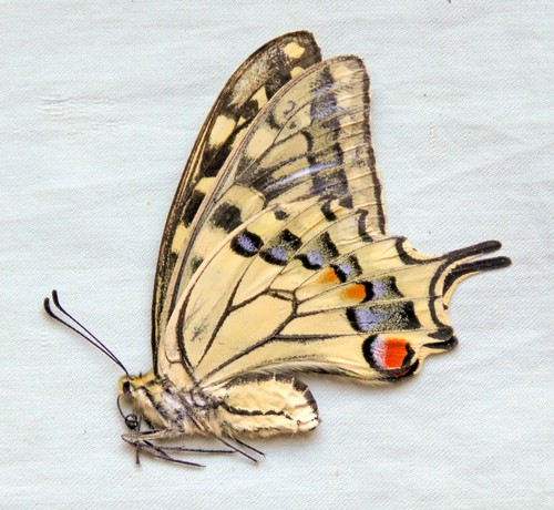 Papilio machaon shapiroi