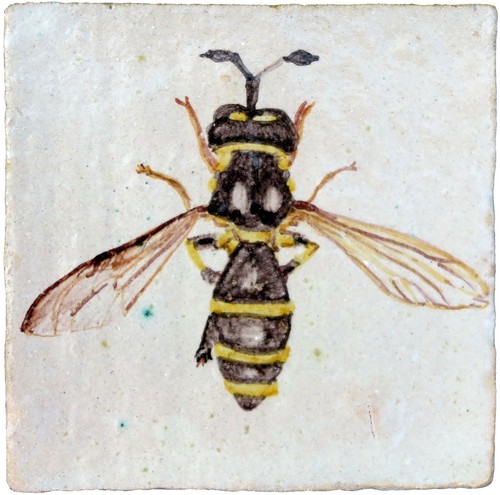 Conopidae piastrella - , di