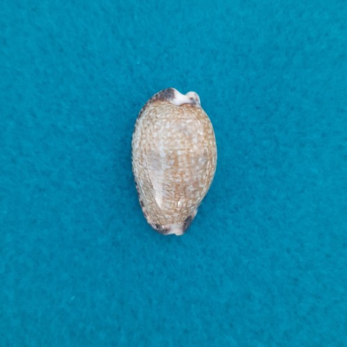 Cypraea pseudozonaria - cypraea,