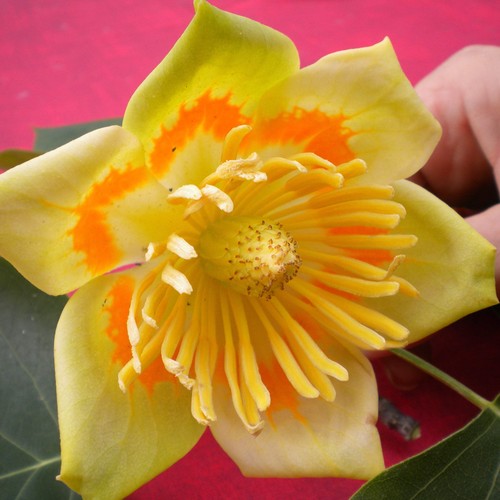 Liriodendron tulipifera - ,