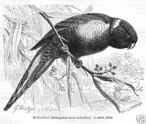 Allfarblori richoglossus - allfarblori,