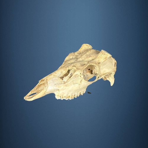 606sku teschio cervo sika - teschio, di