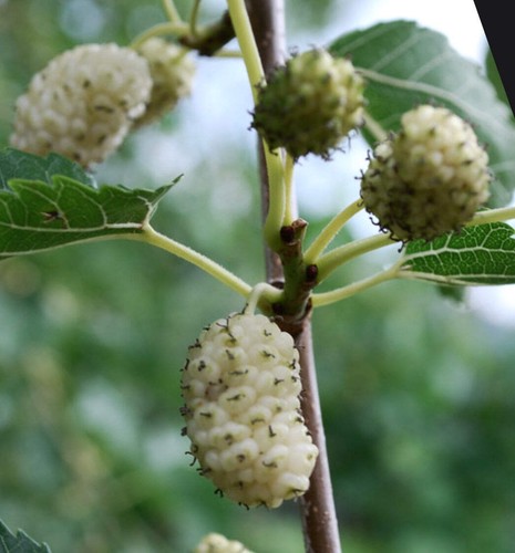Morus alba gelso - alba,