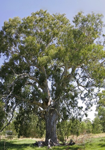 Semi eucalyptus camaldulensis - eucalyptus,