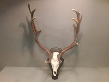  Trofeo Originale Corna Di Daino Con Scudo In Legno 