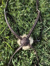 Splendida figura CWD rialzata