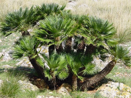 Semi palmetto chamaerops - 2,