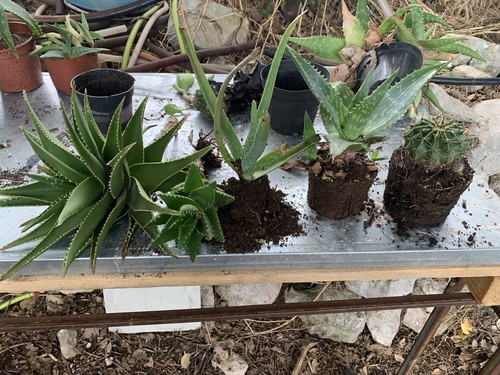 Piante grasse cactus e - cactus,