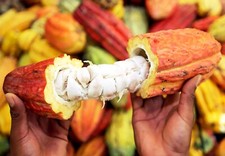 40 semi di cioccolato al cacao