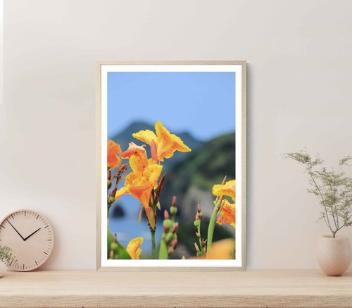 Canna flowers scenic view in - scenic,