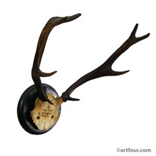 Grande antico trofeo cervo su