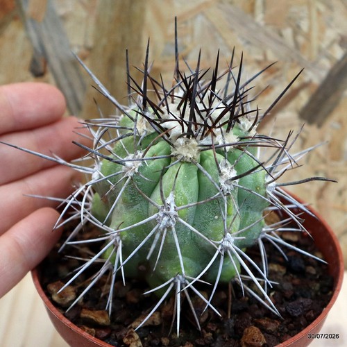 Copiapoa bridgesii vaso - bridgesii, cm