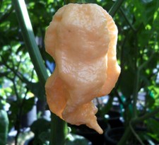 20 semi di peperoncino JAY'S