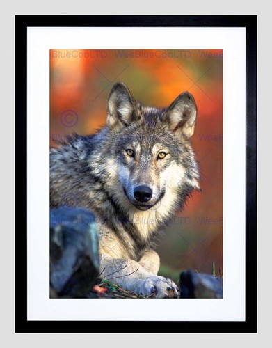 86181 poster stampa parete - 86181,