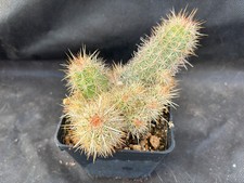 Echinocereus berthelowanus - echinocereus,