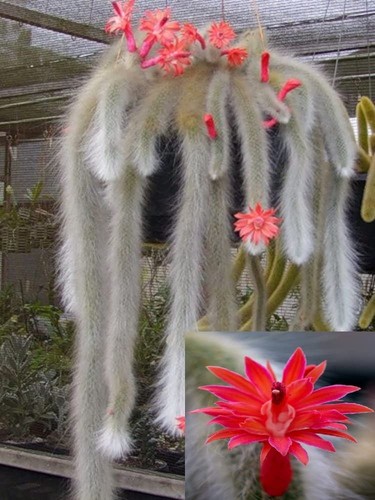 Pianta cactus coda scimmia - pianta,