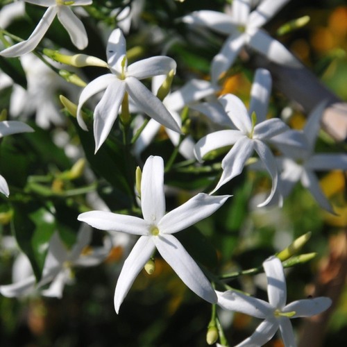 Pianta gelsomino azoricum - pianta,