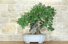 Bonsai di Quercia Roverella