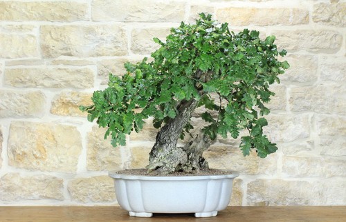Bonsai quercia roverella - bonsai,