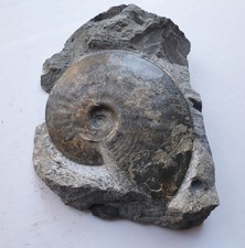 Sogno Amalteo (Pseudoamalteo)