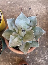 Agave pygamea var - pygamea, var.