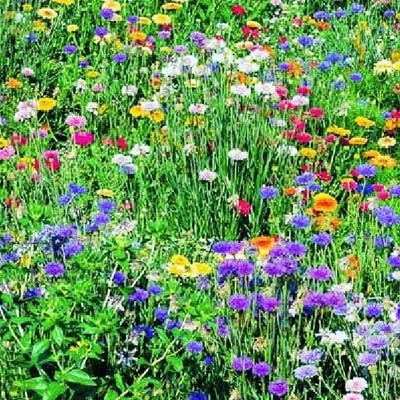 Mix prato con fiori - con,
