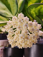 Hoya PACHYCLADA inner variegated