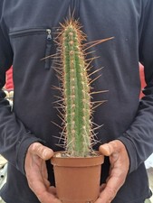 Tricho cereus fulvilanus