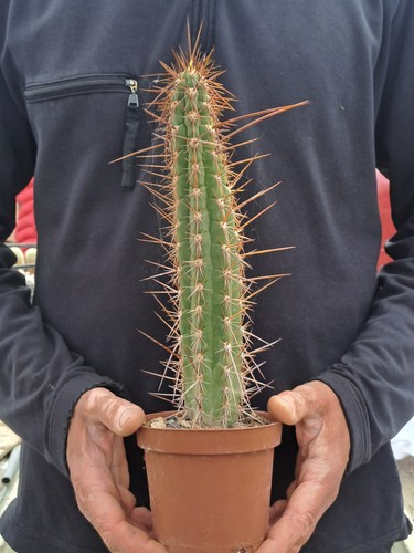 Tricho cereus fulvilanus