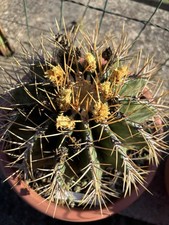 Ferocactus Schwarzii