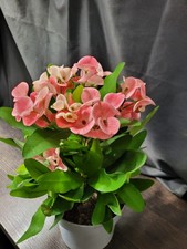 XL Euphorbie Euphorbia milii