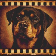Rottweiler Cucciolo Cane Echi