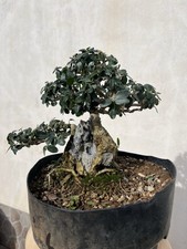 Bonsai Shohin Olivastro/ulivo