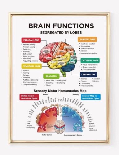 Brain functions lobes - functions,