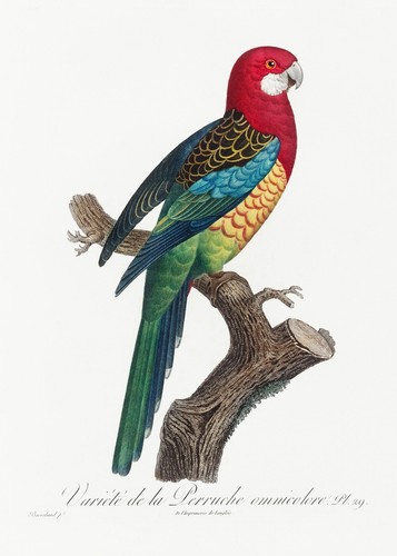 Piatto rosella orientale - 29,