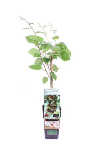 Pianta kiwi baby actinidia - di,