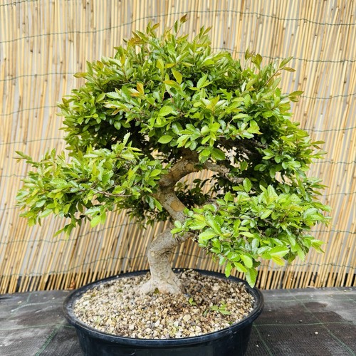 Bonsai olmo cinese - olmo,