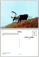 Cartolina epoca caribou bull - cartolina, d'epoca