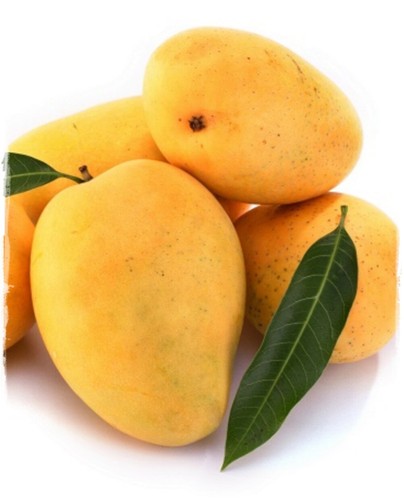 Pianta mango mangifera - pianta,