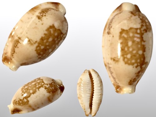 Cypraea stolida