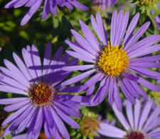 Aster AROMATIC Blue Purple