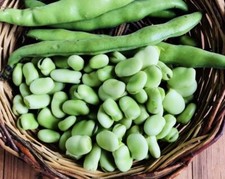 100 SEMI FAVE DA ORTO EXTRAPRECOCE - ALTA QUALITÀ E FACILE COLTIVAZIONE