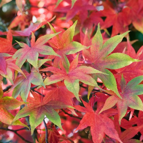 Acer palmatum osakazuki acero - acer,