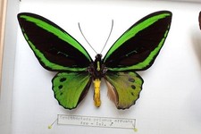 Mariposa ornithoptera priamus - mariposa:ornithoptera,