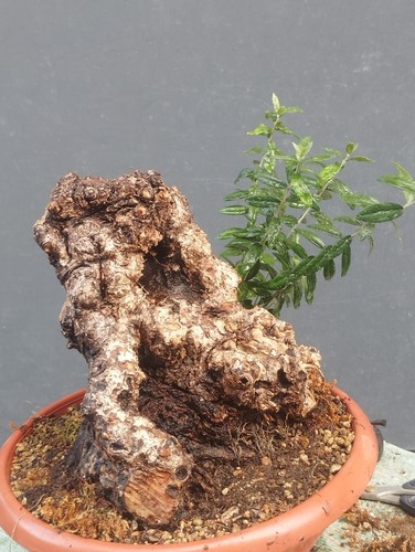 Bonsai olivastro 30x20cm - olivastro, in
