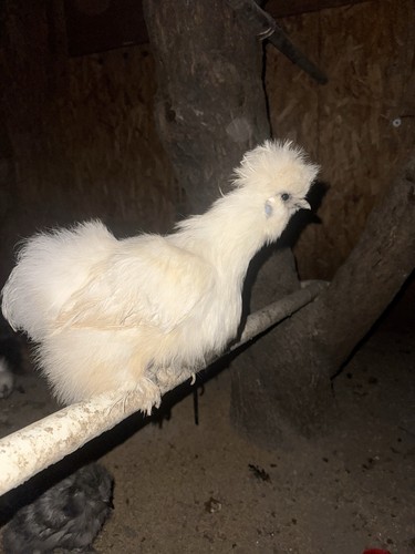 Uova pollo fertili in - uova,