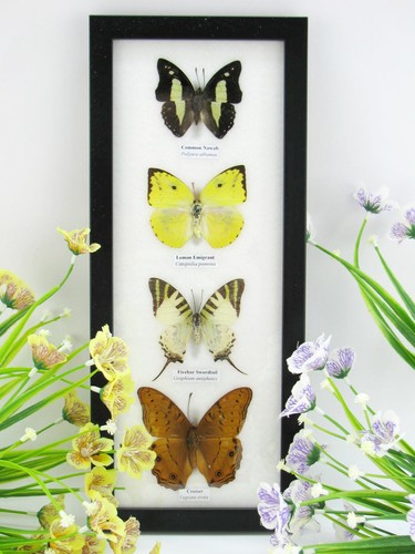Farfalle vere imbottite - 4,